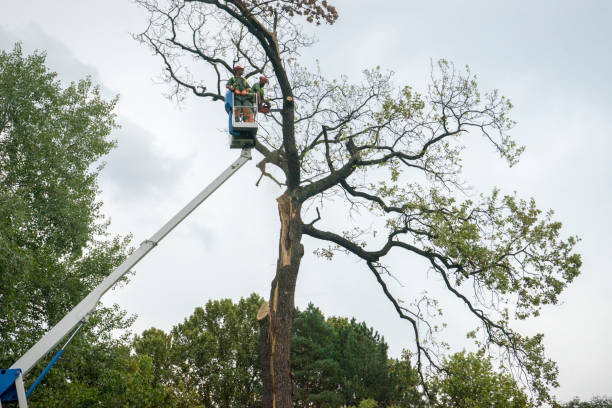 How Our Tree Care Process Works  in  Tenaha, TX